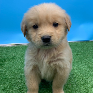 Golden Retriever Puppy Naruto