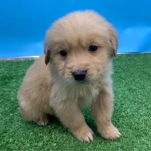 Golden Retriever Puppy Naruto