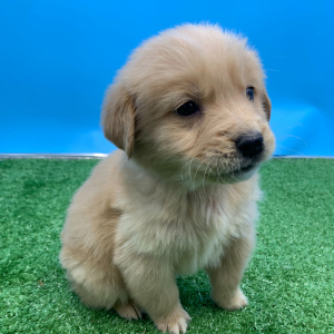 Golden Retriever Puppy Naruto