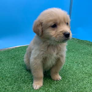 Golden Retriever Puppy Naruto