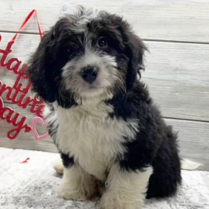 Bernedoodle Puppy Celene