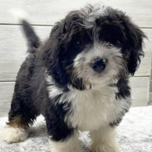 Bernedoodle Puppy Celene