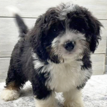 Bernedoodle Puppy Celene