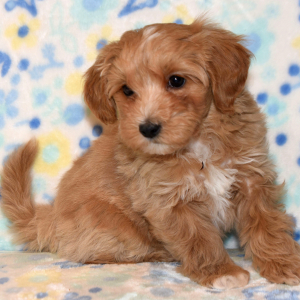 Maltipoo Puppy Trooper