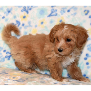 Maltipoo Puppy Trooper