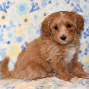 Maltipoo Puppy Trooper