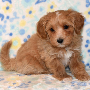 Maltipoo Puppy Trooper