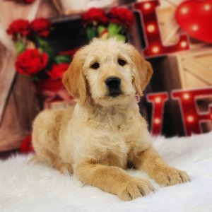 Labradoodle Puppy Mollie
