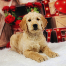 Labradoodle Puppy Mollie
