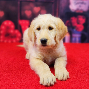 Labradoodle Puppy Mollie