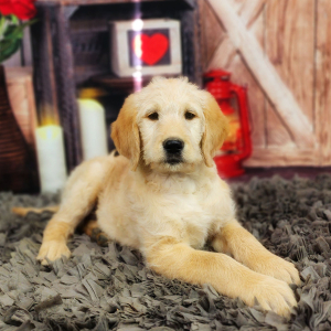 Labradoodle Puppy Mollie