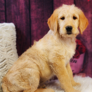 Labradoodle Puppy Mollie