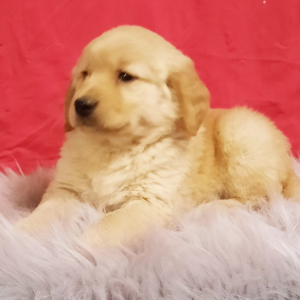 Golden Retriever Puppy Doty