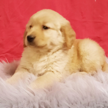 Golden Retriever Puppy Doty