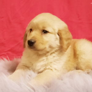 Golden Retriever Puppy Doty