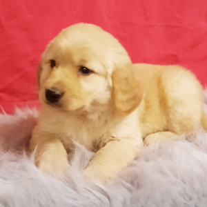Golden Retriever Puppy Doty