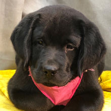 Labrador Retriever Puppy Riggles