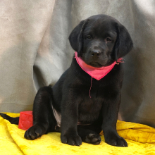Labrador Retriever Puppy Riggles