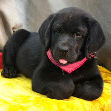 Labrador Retriever Puppy Riggles