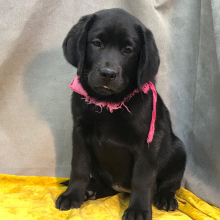 Labrador Retriever Puppy Riggles