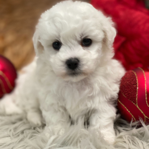 Bichon Frise Puppy Echo