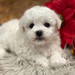 Bichon Frise Puppy Echo