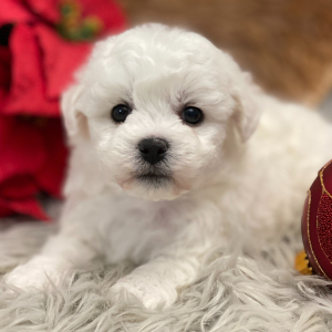 Bichon Frise Puppy Echo