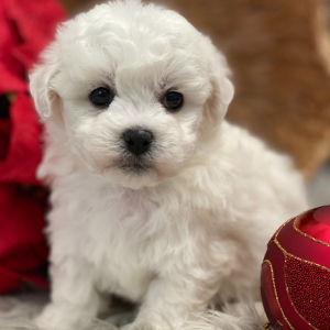 Bichon Frise Puppy Echo