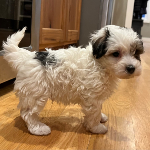 Maltipoo Puppy Walt