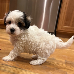 Maltipoo Puppy Walt