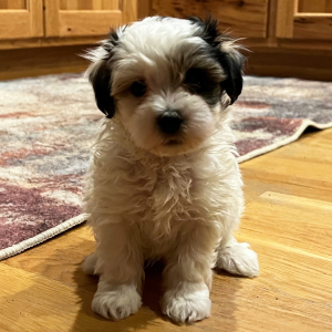 Maltipoo Puppy Walt