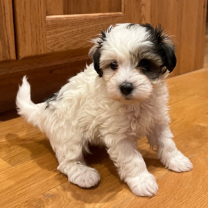 Maltipoo Puppy Walt
