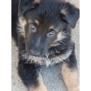 German Shepherd Dog Puppy Coco Puff