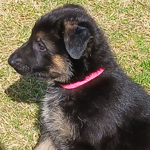 German Shepherd Dog Puppy Coco Puff
