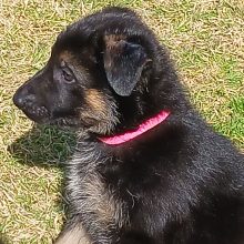 German Shepherd Dog Puppy Coco Puff