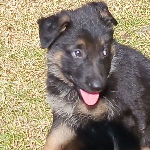 German Shepherd Dog Puppy Coco Puff