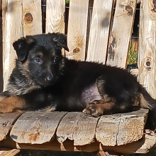 German Shepherd Dog Puppy Coco Puff