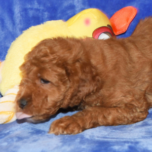 Goldendoodle Puppy Gordon