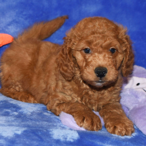 Goldendoodle Puppy Gordon