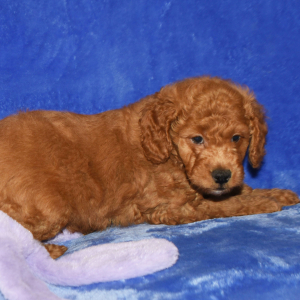 Goldendoodle Puppy Gordon