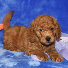 Goldendoodle Puppy Gordon