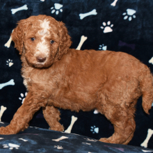 Poodle Puppy Eva