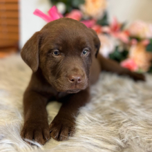 Labrador Retriever Puppy Kinley