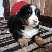 Bernese Mountain Dog Puppy Duffy