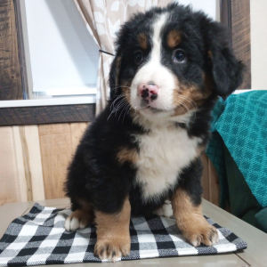 Bernese Mountain Dog Puppy Duffy