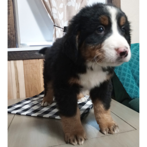 Bernese Mountain Dog Puppy Duffy