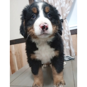 Bernese Mountain Dog Puppy Duffy