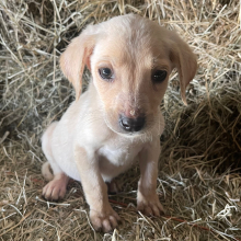 Labrador Retriever Puppy Bingo