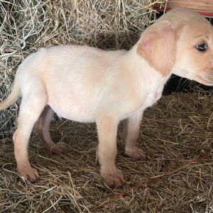 Labrador Retriever Puppy Bingo