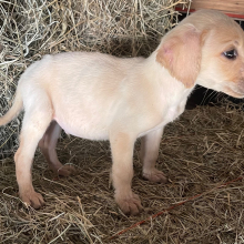 Labrador Retriever Puppy Bingo